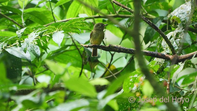 Mosquero Oliváceo - ML554507221