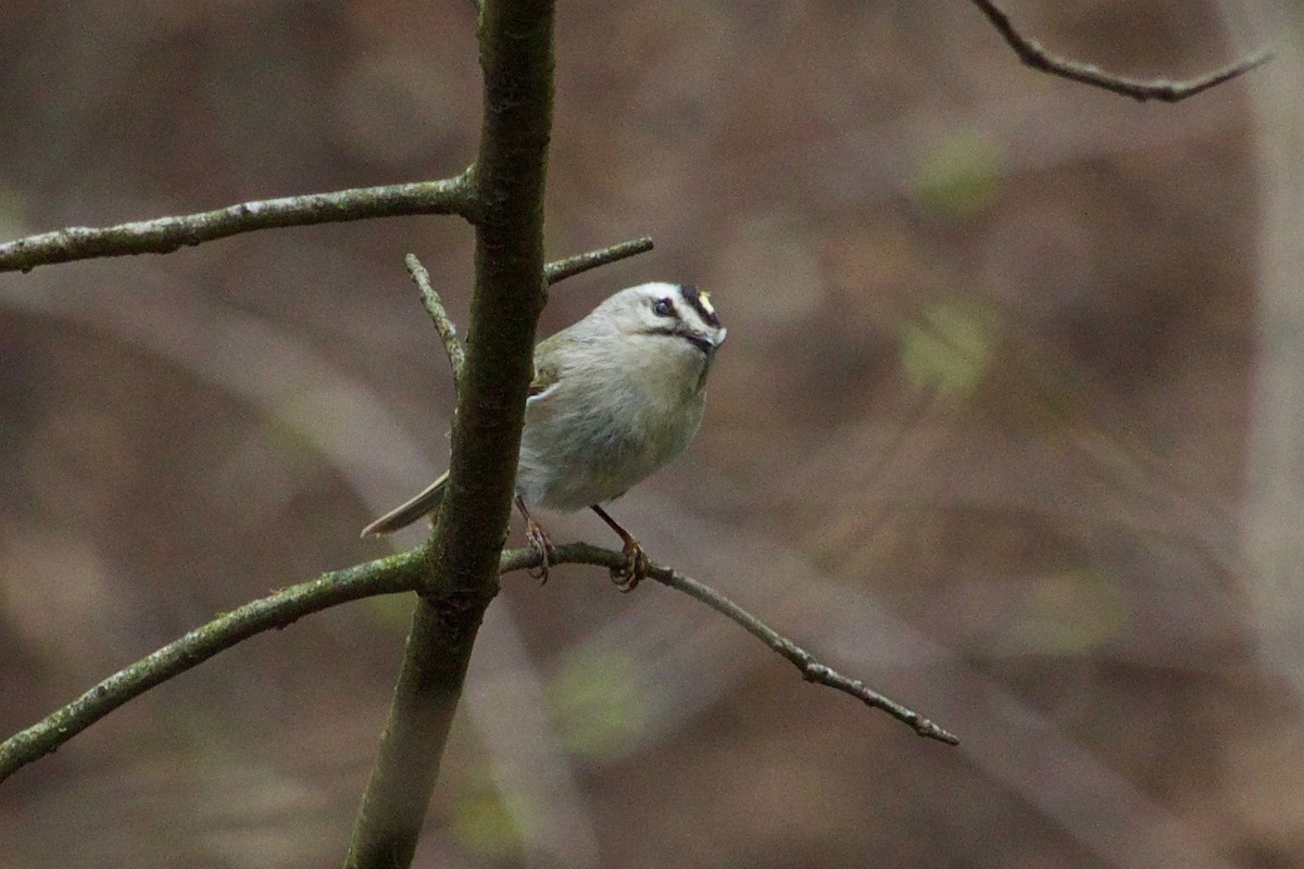 Golden-crowned Kinglet - ML554508371