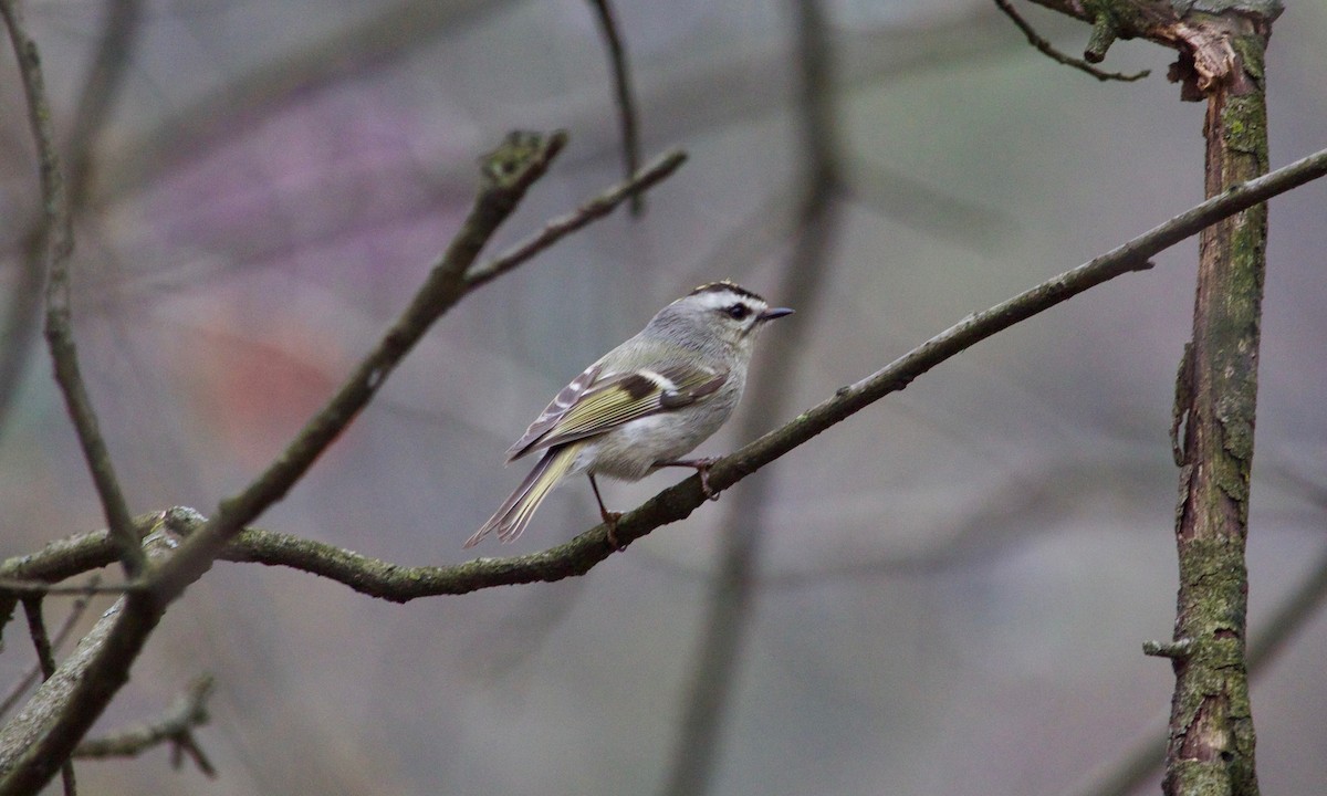 Golden-crowned Kinglet - ML554508381