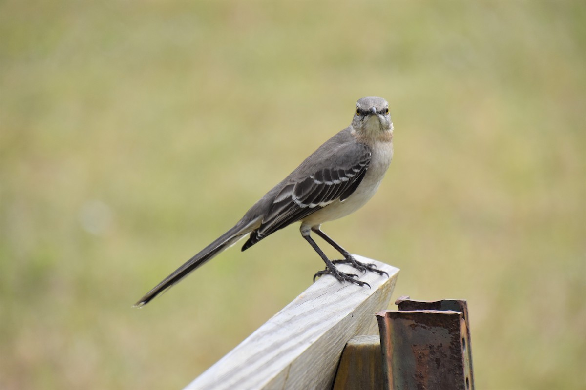 Northern Mockingbird - ML554509581