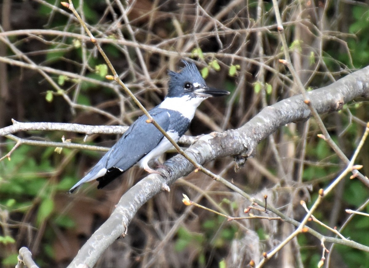 Belted Kingfisher - ML554509611