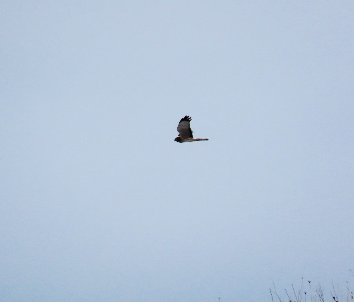 Northern Harrier - ML554510641