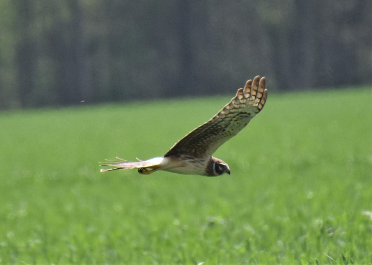 Northern Harrier - ML554510771