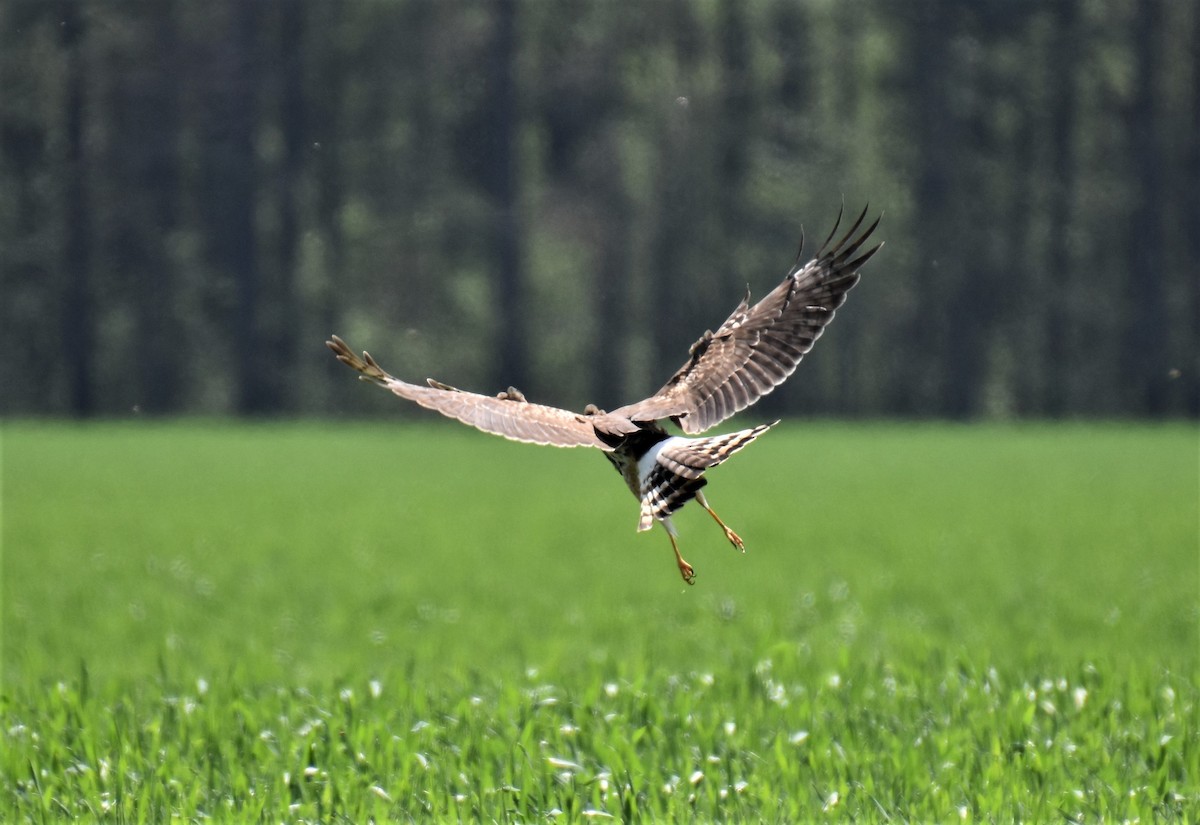 Northern Harrier - ML554510791