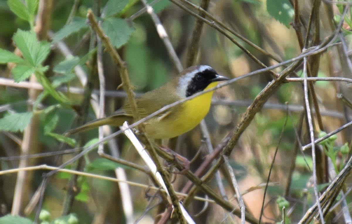 Common Yellowthroat - ML554511461