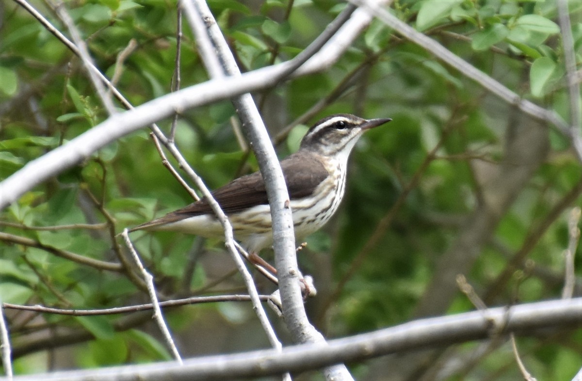 Louisiana Waterthrush - ML554511941