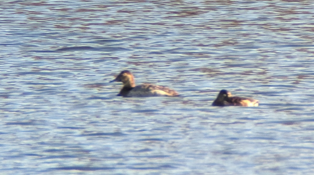 Canvasback - ML554512141