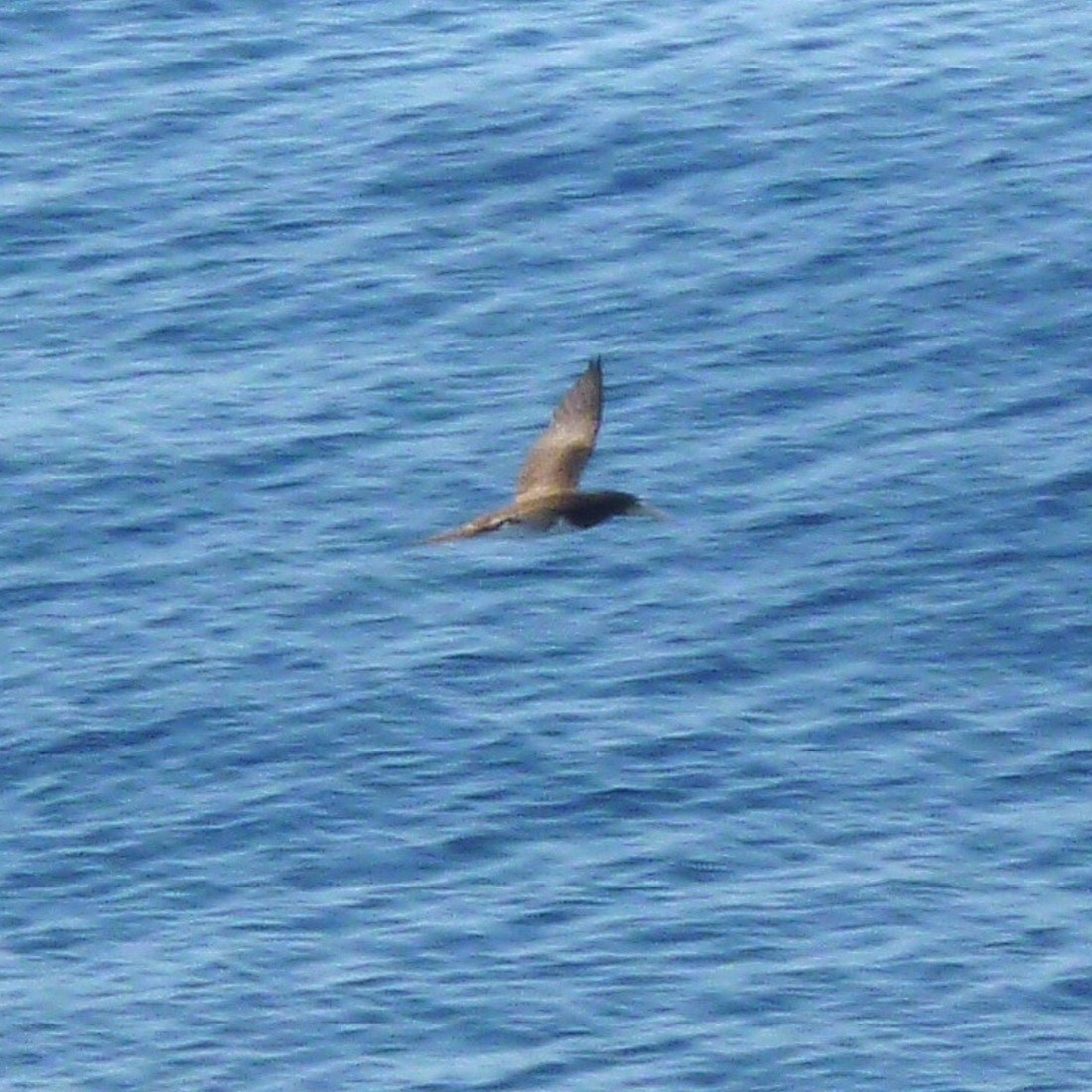 Brown Booby - ML554512541