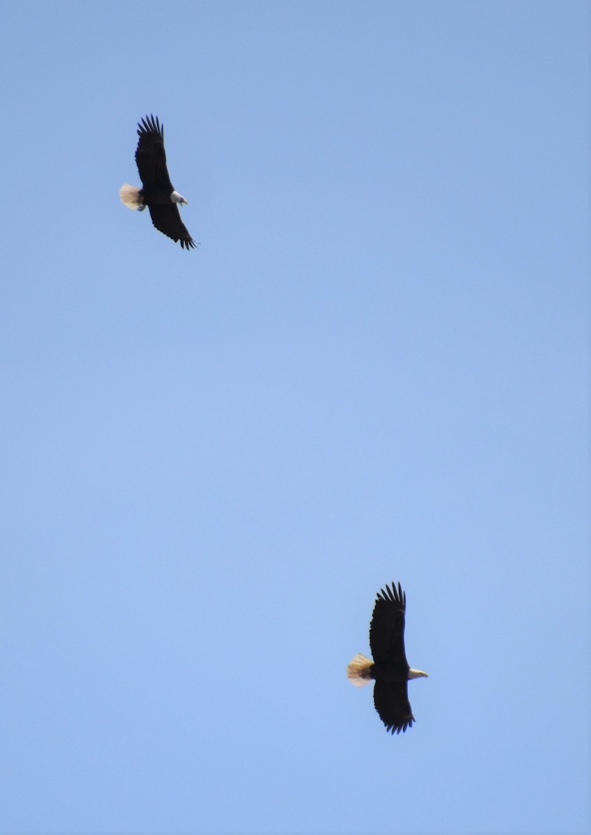 Bald Eagle - ML554512781