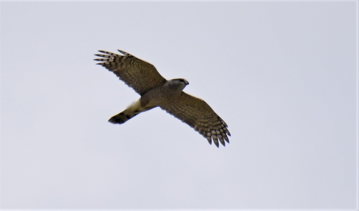 Cooper's Hawk - ML554513291