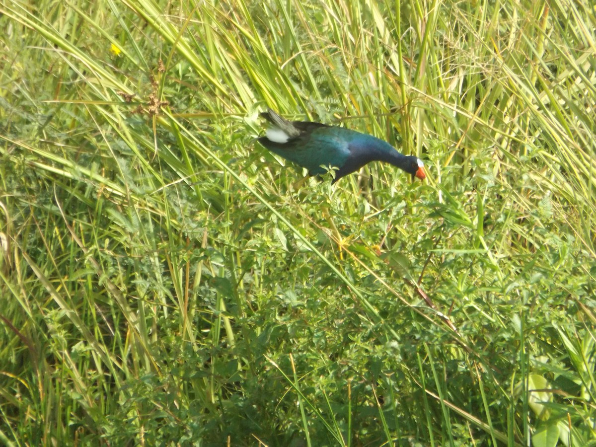 Purple Gallinule - UEDSON REGO