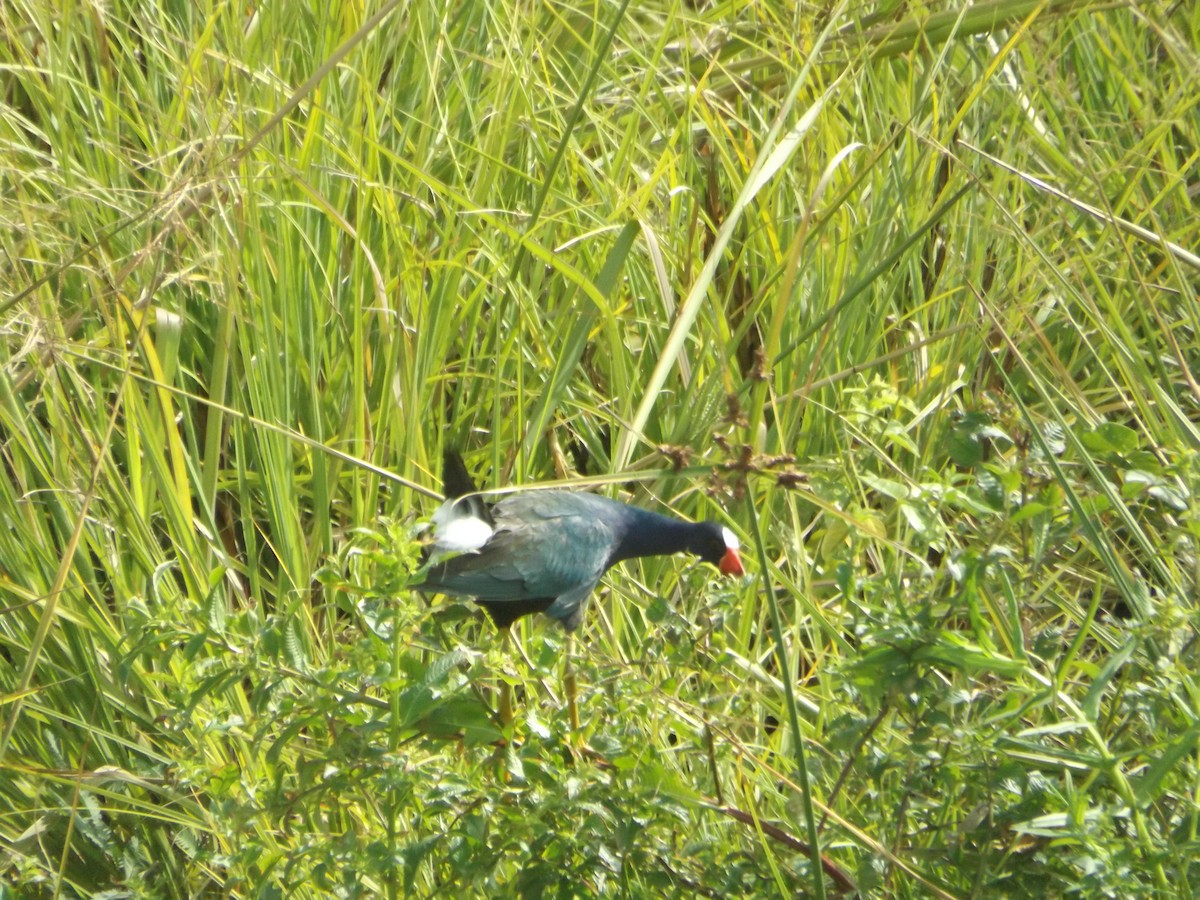 Purple Gallinule - ML554513341