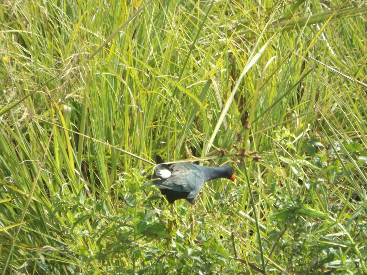 Purple Gallinule - UEDSON REGO