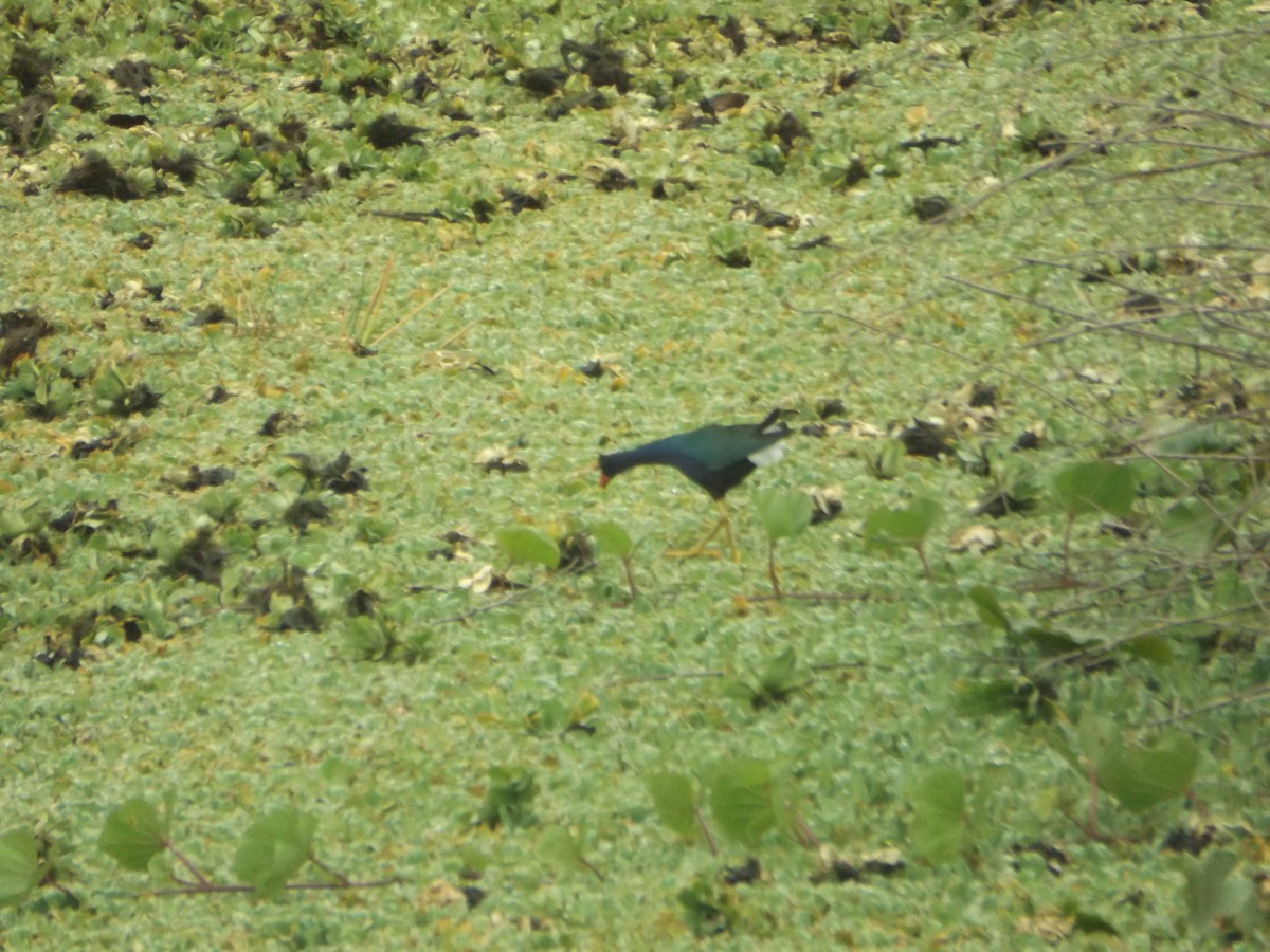 Purple Gallinule - ML554513371