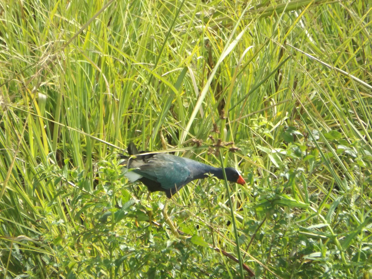 Purple Gallinule - ML554513381