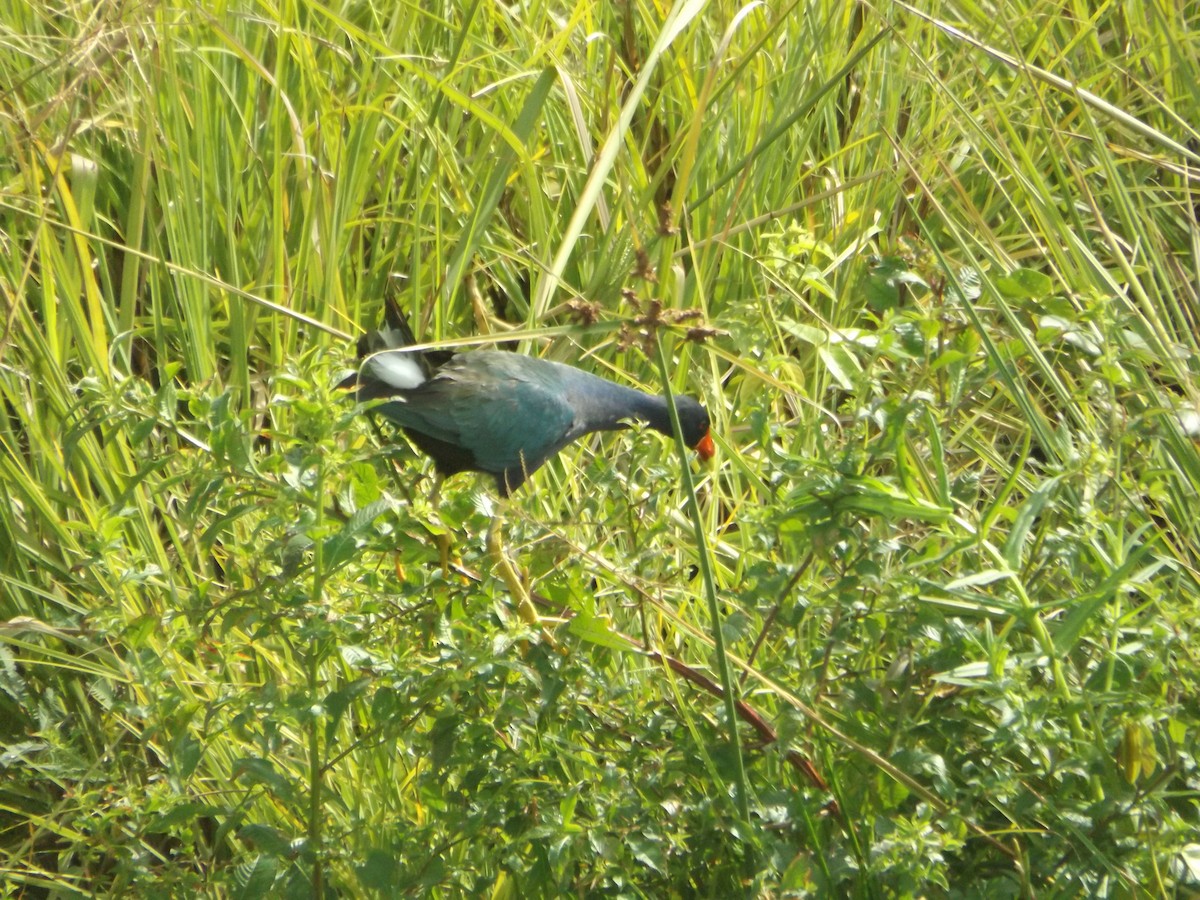 Purple Gallinule - UEDSON REGO