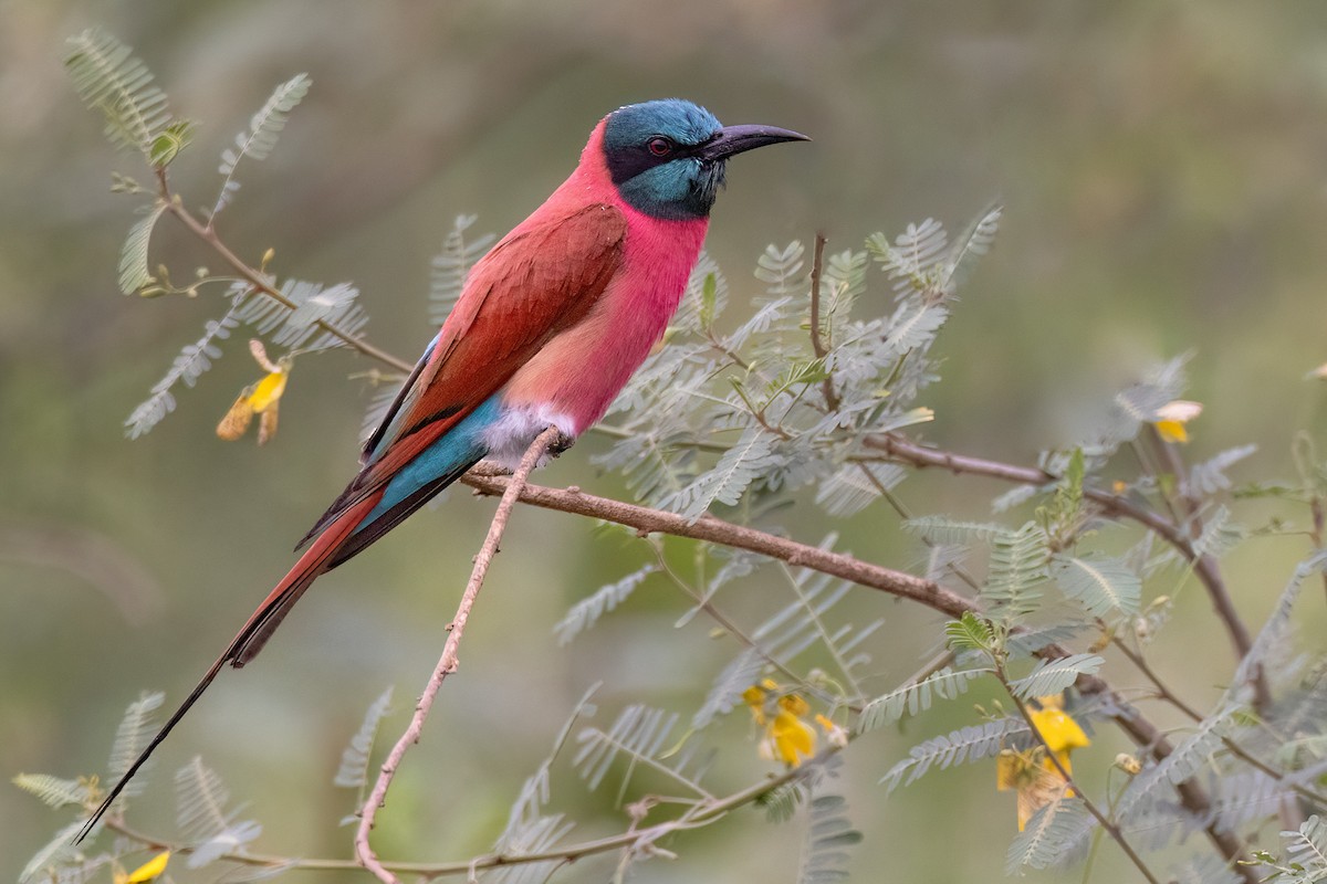 Northern Carmine Bee-eater - ML554513541