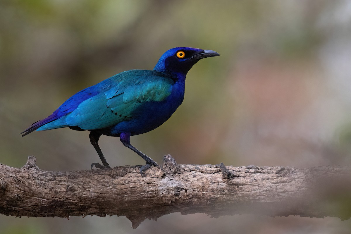 Purple Starling - Chris Venetz | Ornis Birding Expeditions