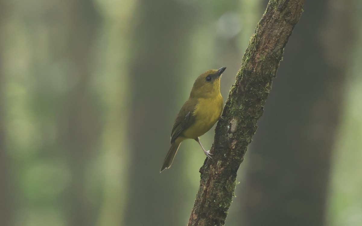 Bornean Whistler - ML554513761