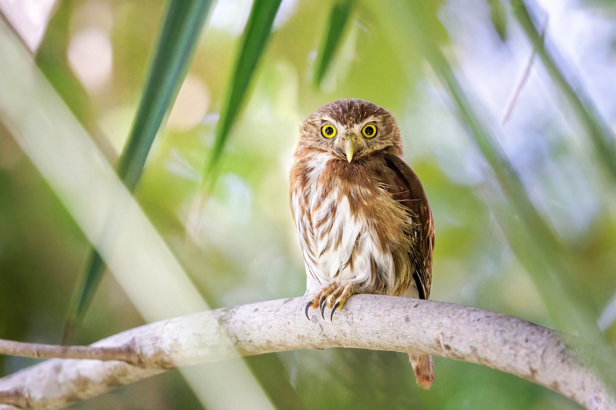 Ferruginous Pygmy-Owl - ML554515291