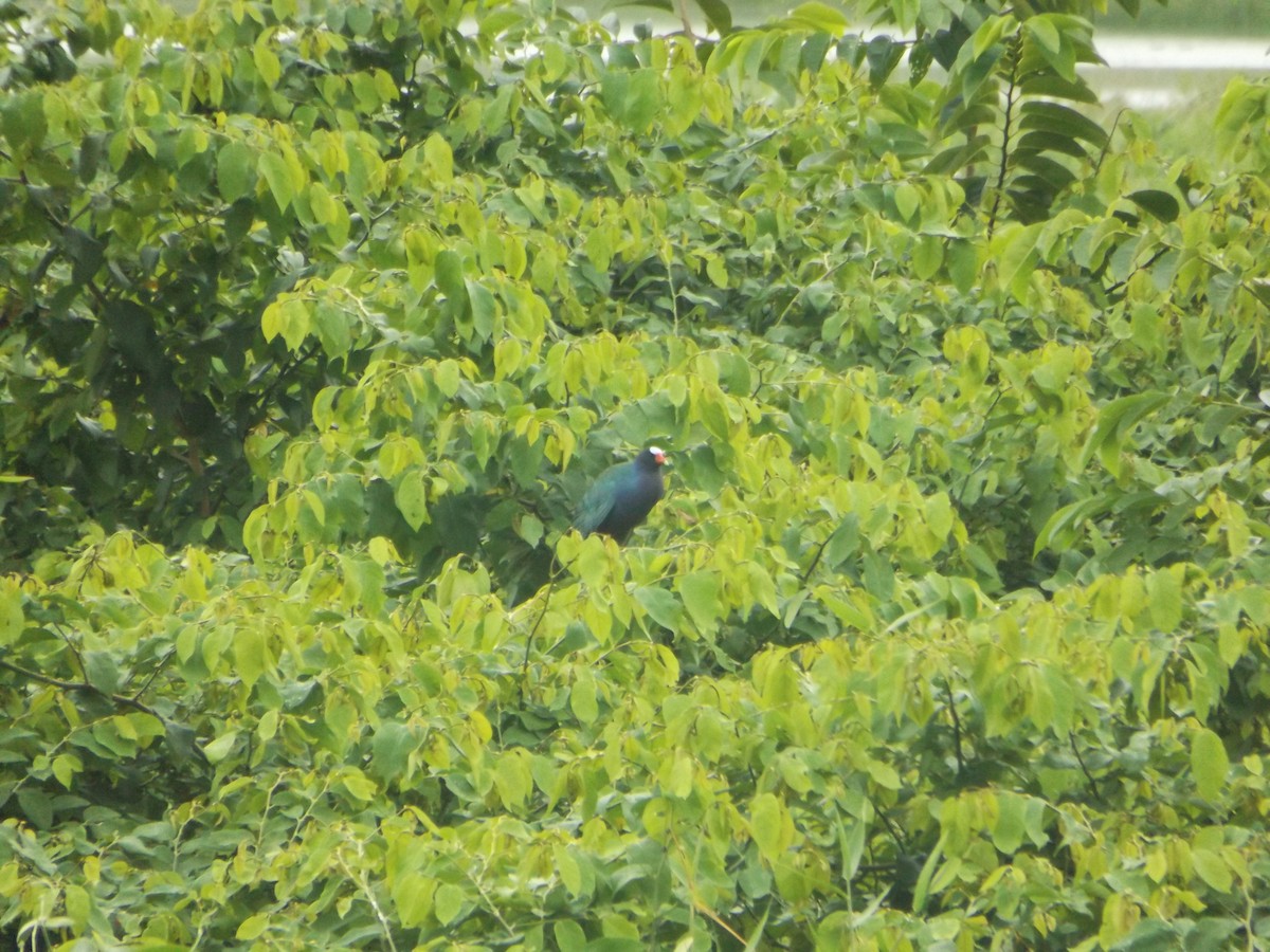 Purple Gallinule - ML554515531