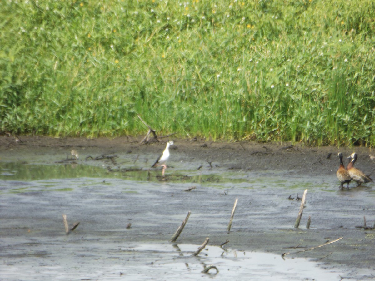 Black-necked Stilt - ML554515851