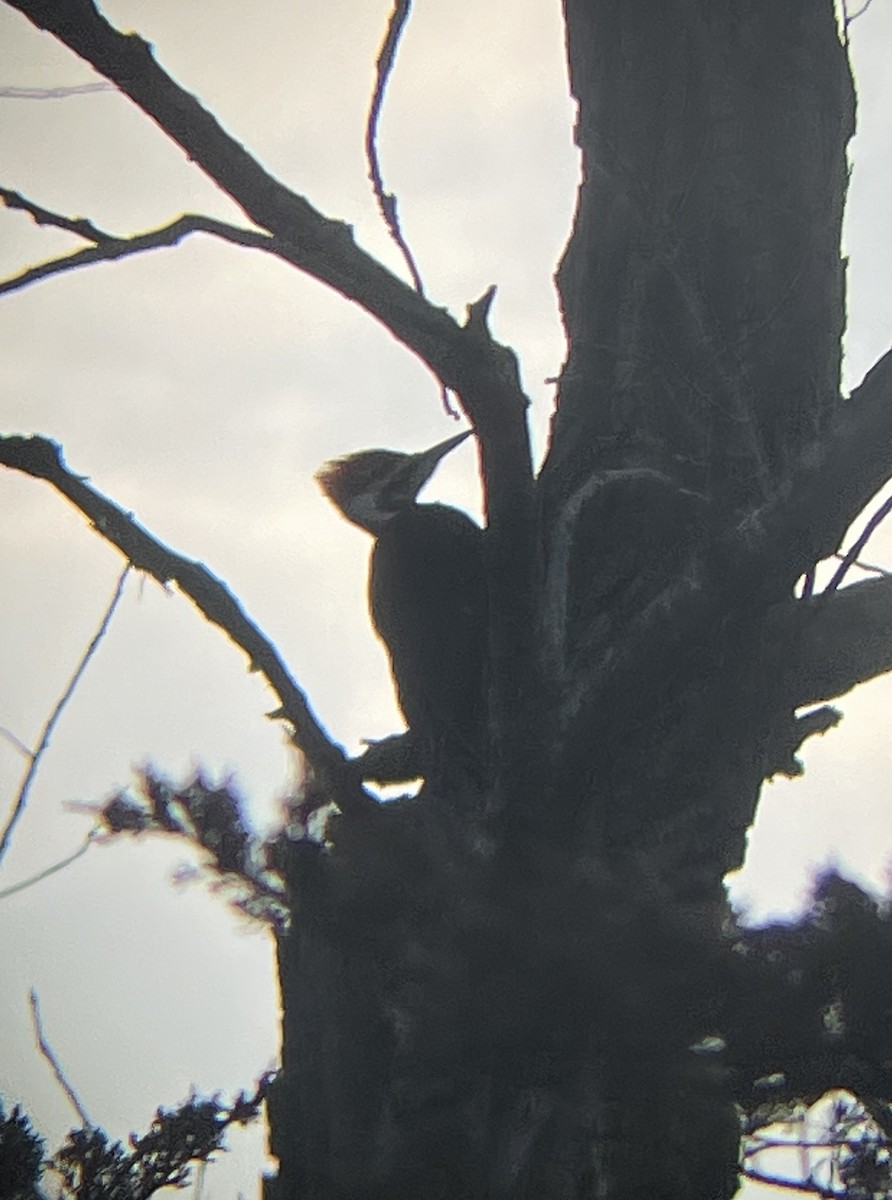 Pileated Woodpecker - ML554515971