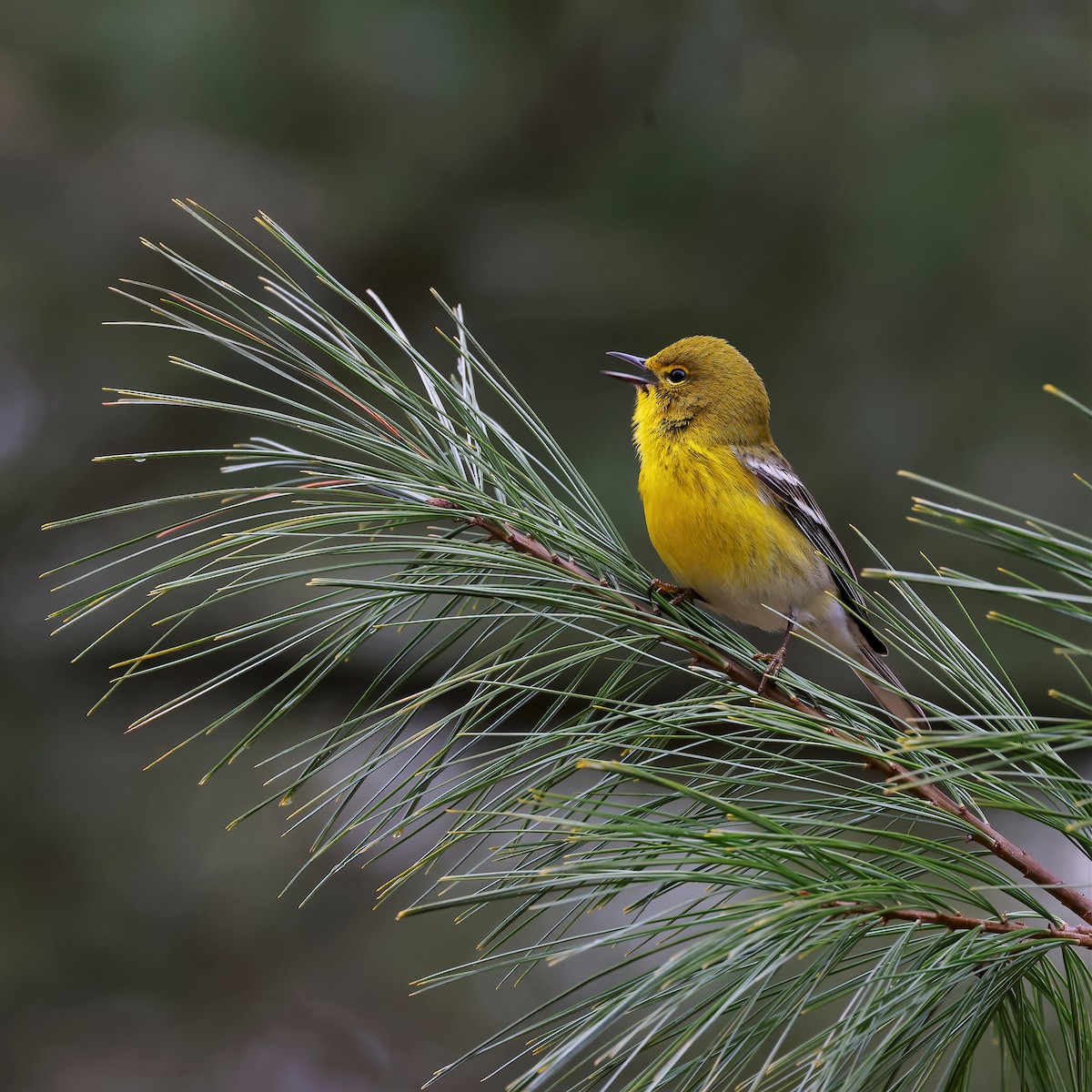 Pine Warbler - ML554516181