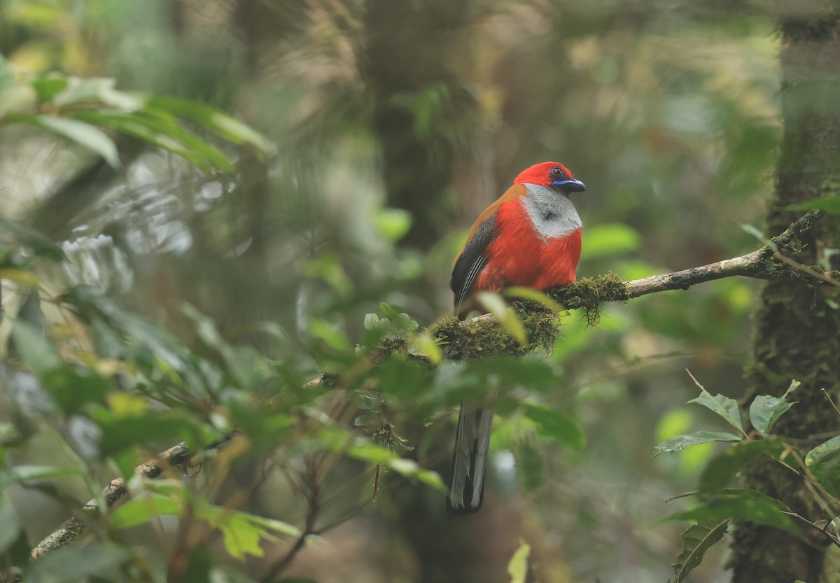 Whitehead's Trogon - ML554516561