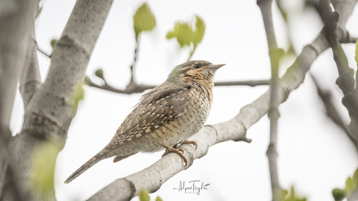 Eurasian Wryneck - Alper Tüydeş