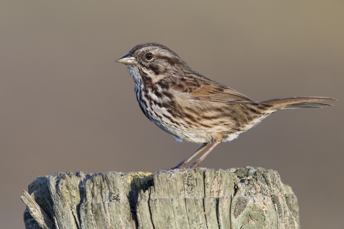 Song Sparrow (samuelsis) - ML554517721