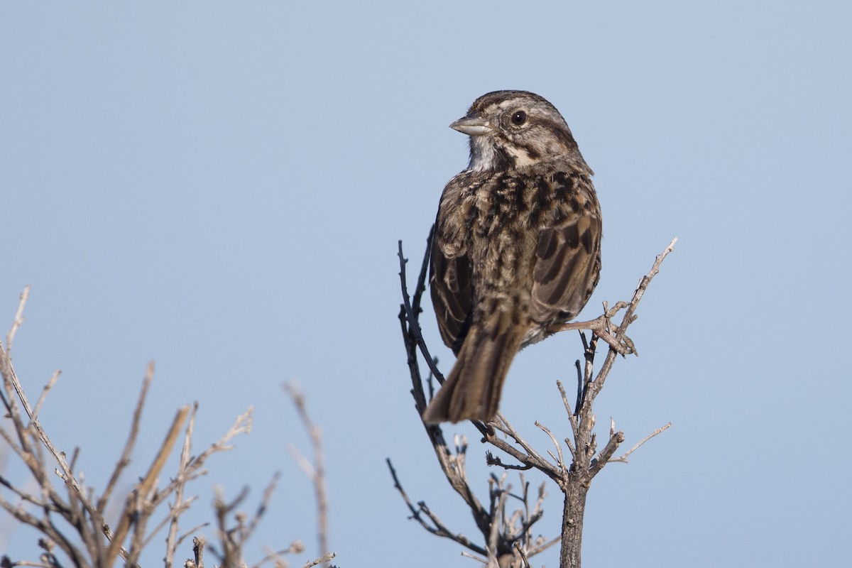 Song Sparrow (samuelsis) - ML554517781