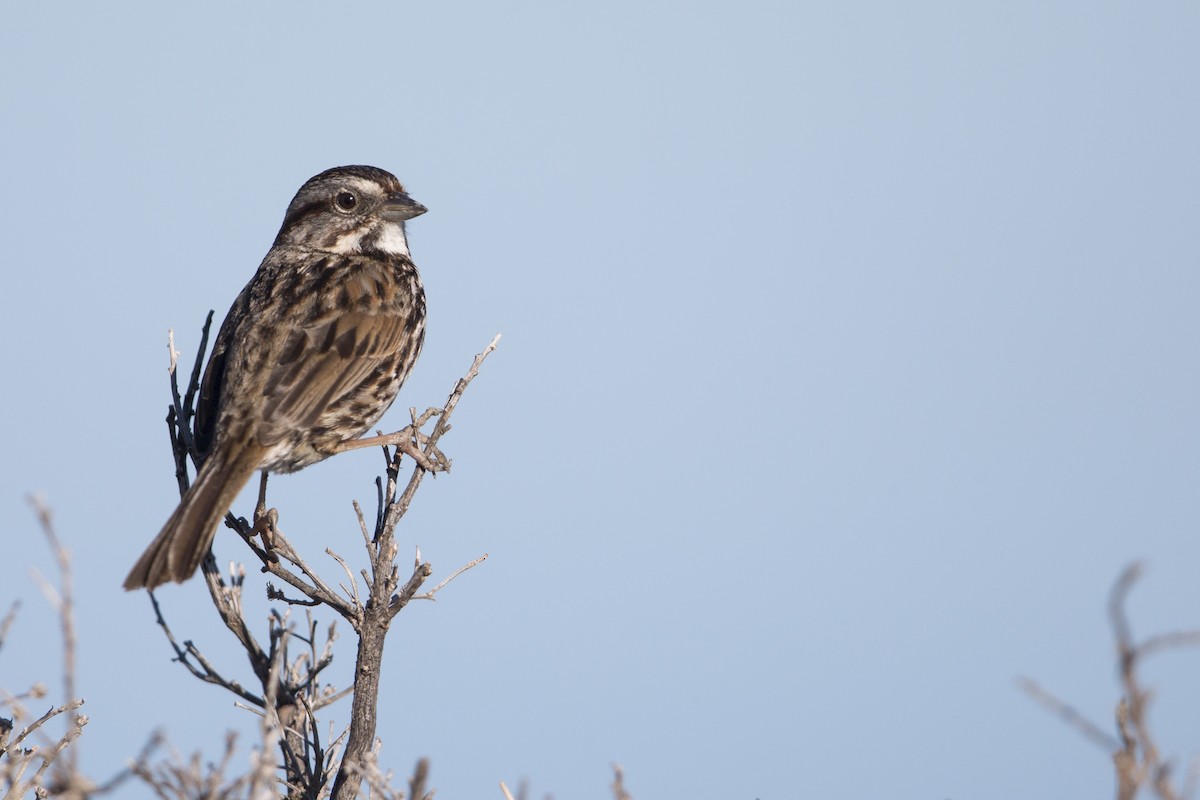 Song Sparrow (samuelsis) - ML554517801