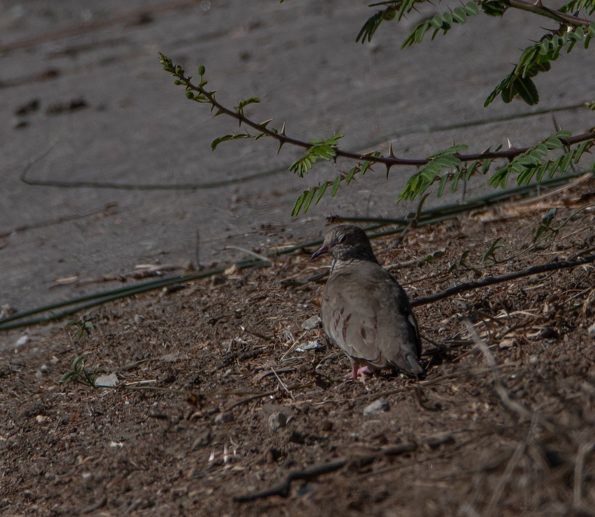 Common Ground Dove - ML554518411