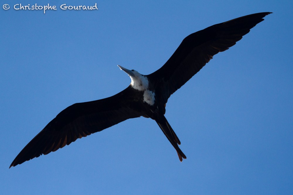 Magnificent Frigatebird - Christophe Gouraud