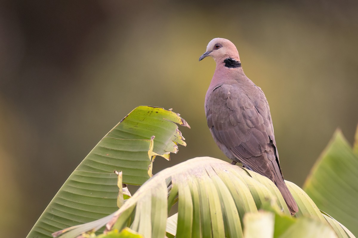 Red-eyed Dove - Chris Venetz | Ornis Birding Expeditions