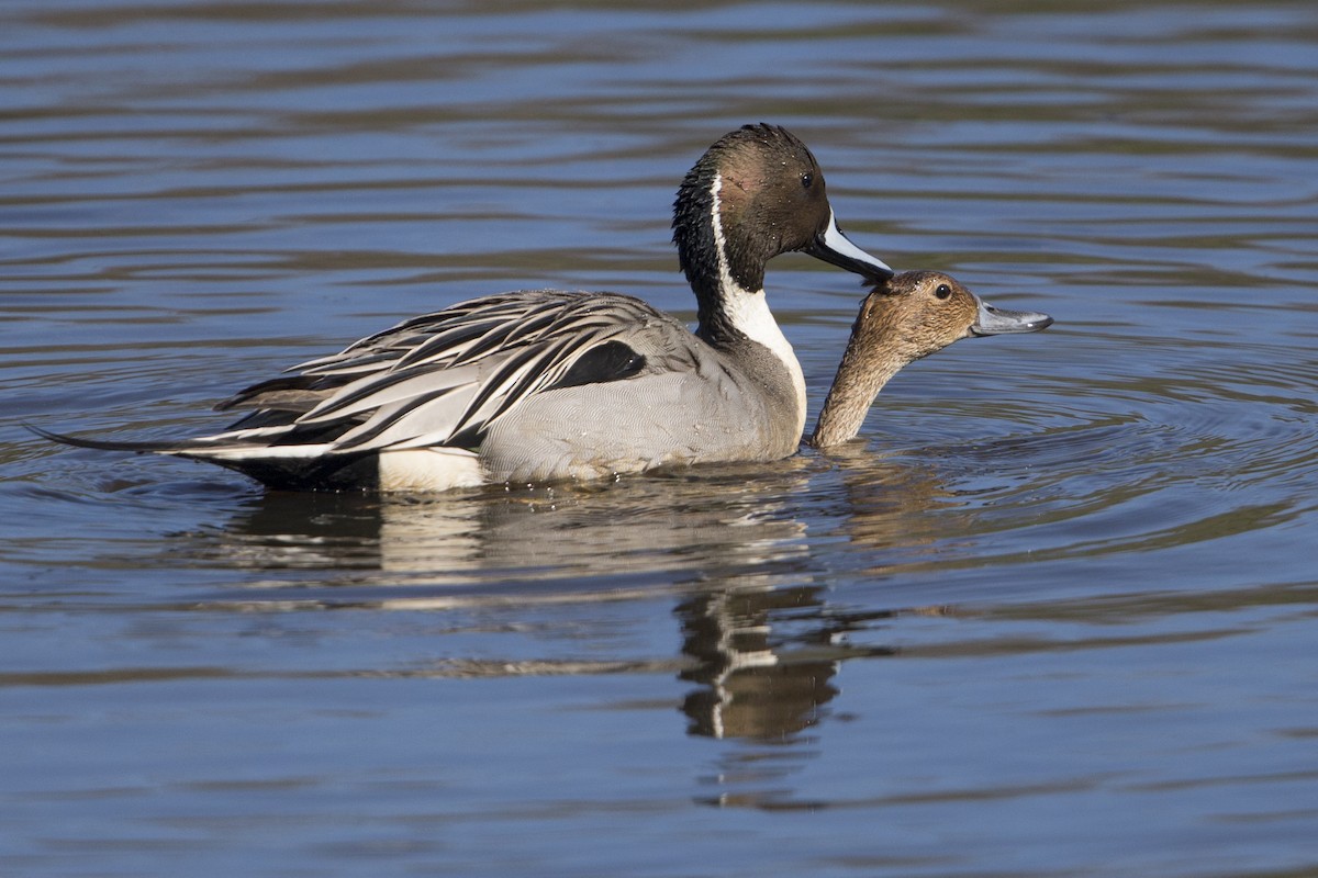 Canard pilet - ML554519181