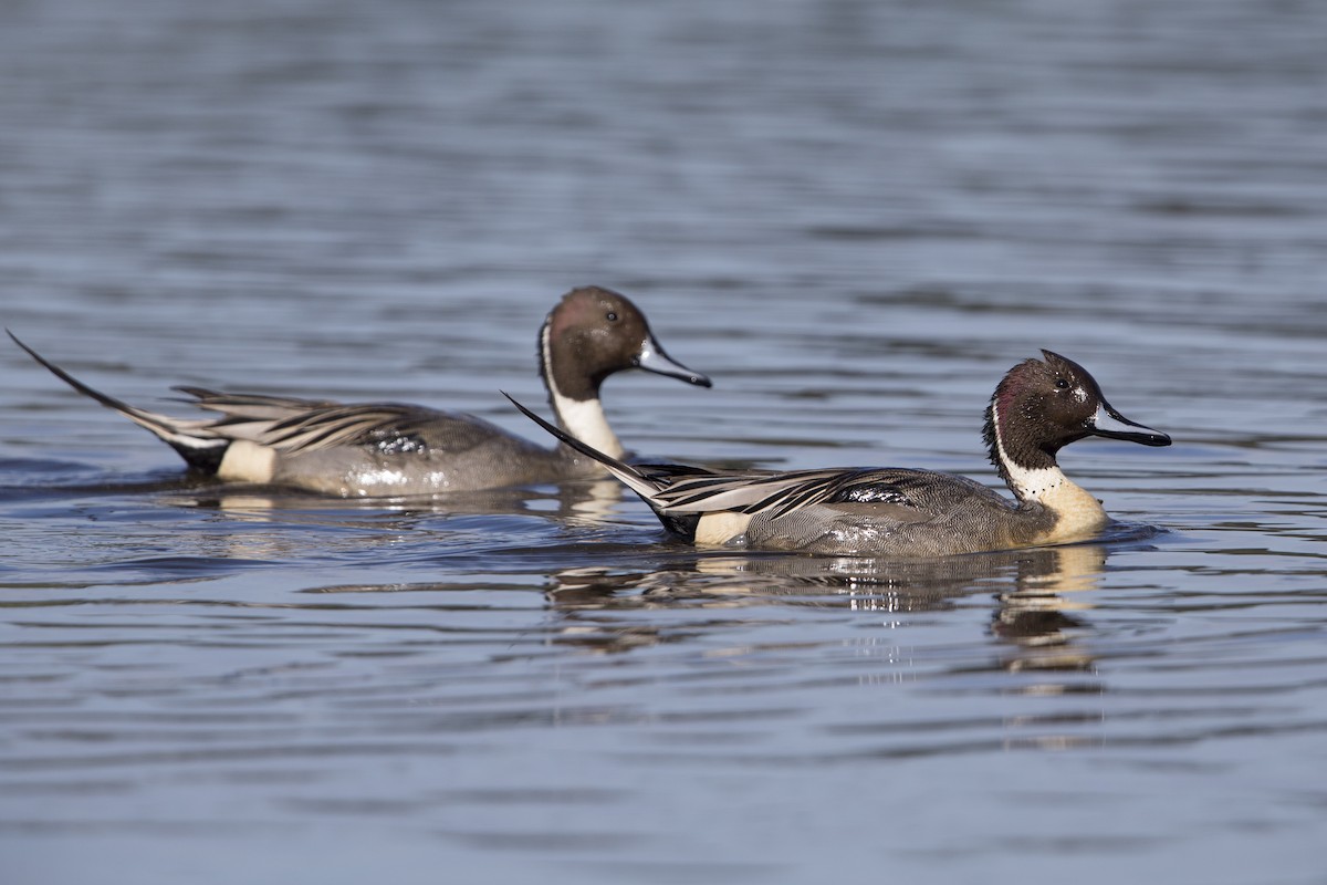 Canard pilet - ML554519201