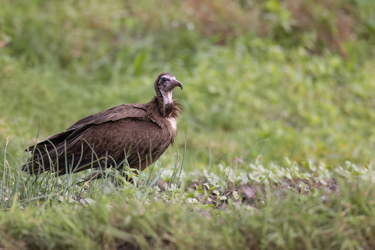 Hooded Vulture - Chris Venetz | Ornis Birding Expeditions