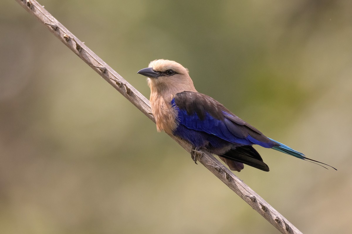 Blue-bellied Roller - Chris Venetz | Ornis Birding Expeditions