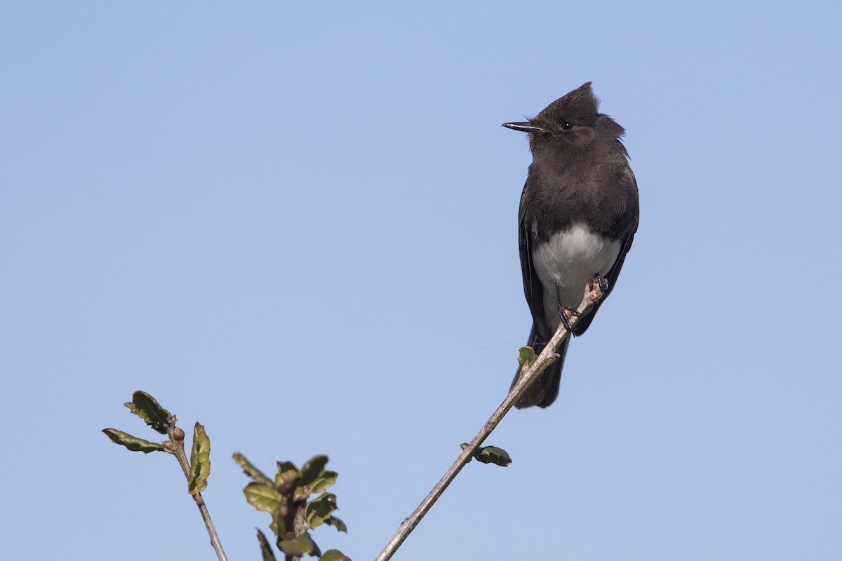 Black Phoebe (Northern) - Michael Stubblefield