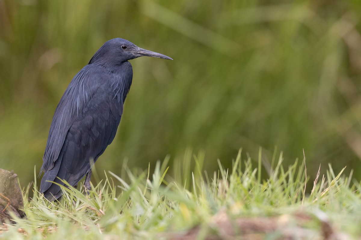 Black Heron - Chris Venetz | Ornis Birding Expeditions