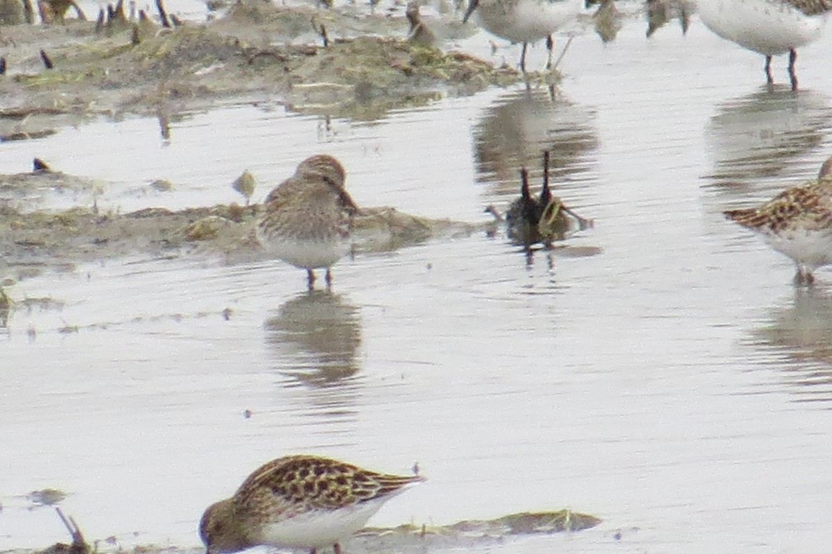 Least Sandpiper - ML55452061