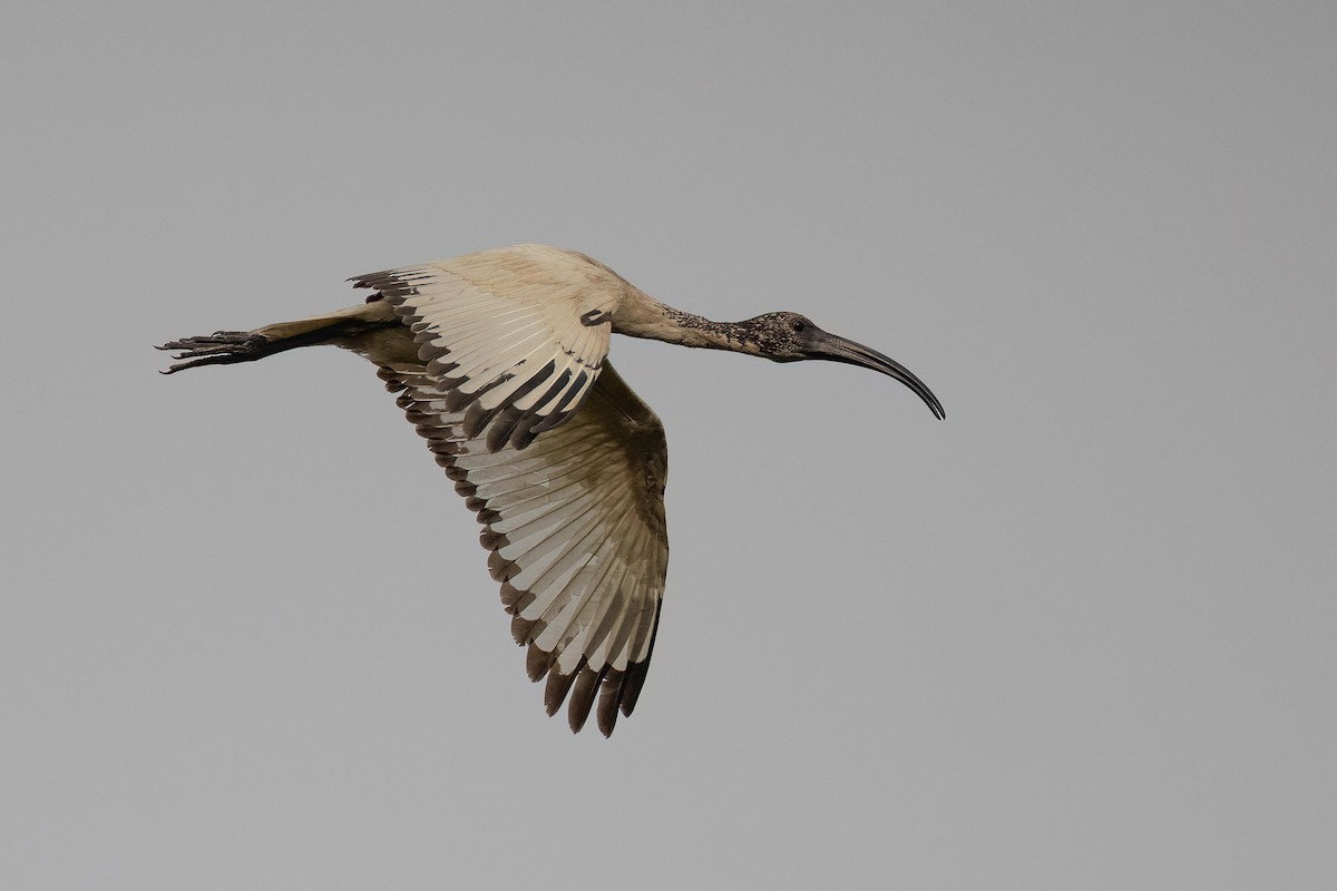 African Sacred Ibis - Chris Venetz | Ornis Birding Expeditions