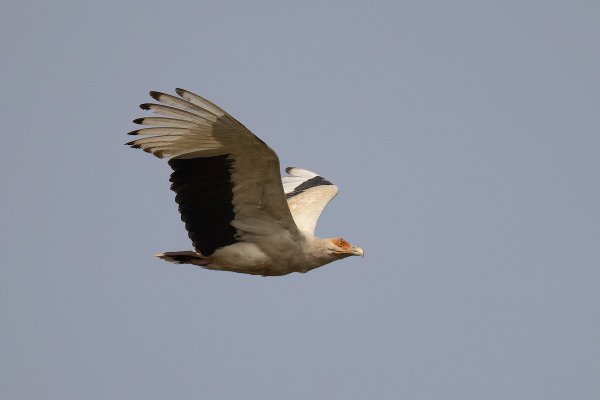 Palm-nut Vulture - Chris Venetz | Ornis Birding Expeditions