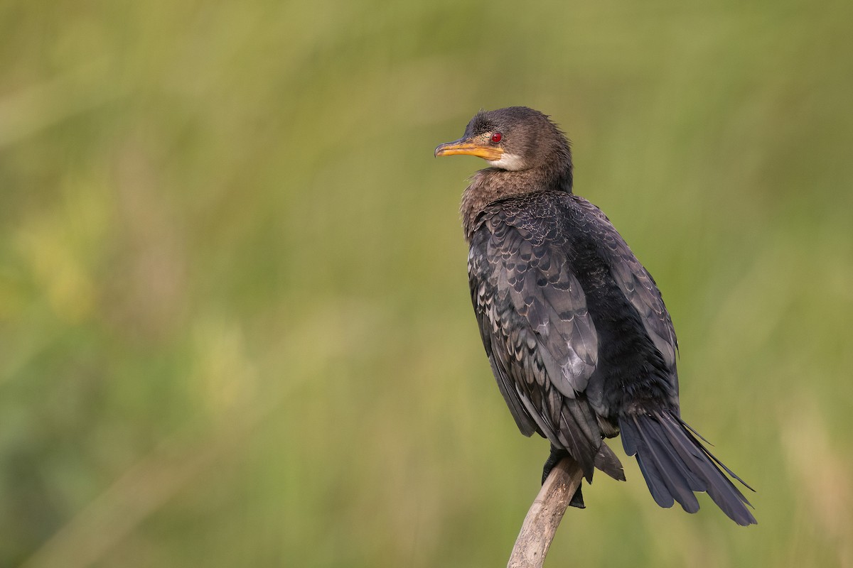 Long-tailed Cormorant - Chris Venetz | Ornis Birding Expeditions
