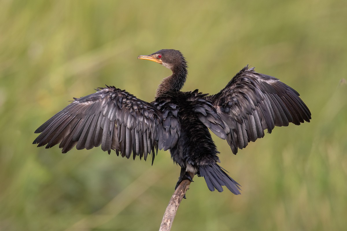 Long-tailed Cormorant - Chris Venetz | Ornis Birding Expeditions