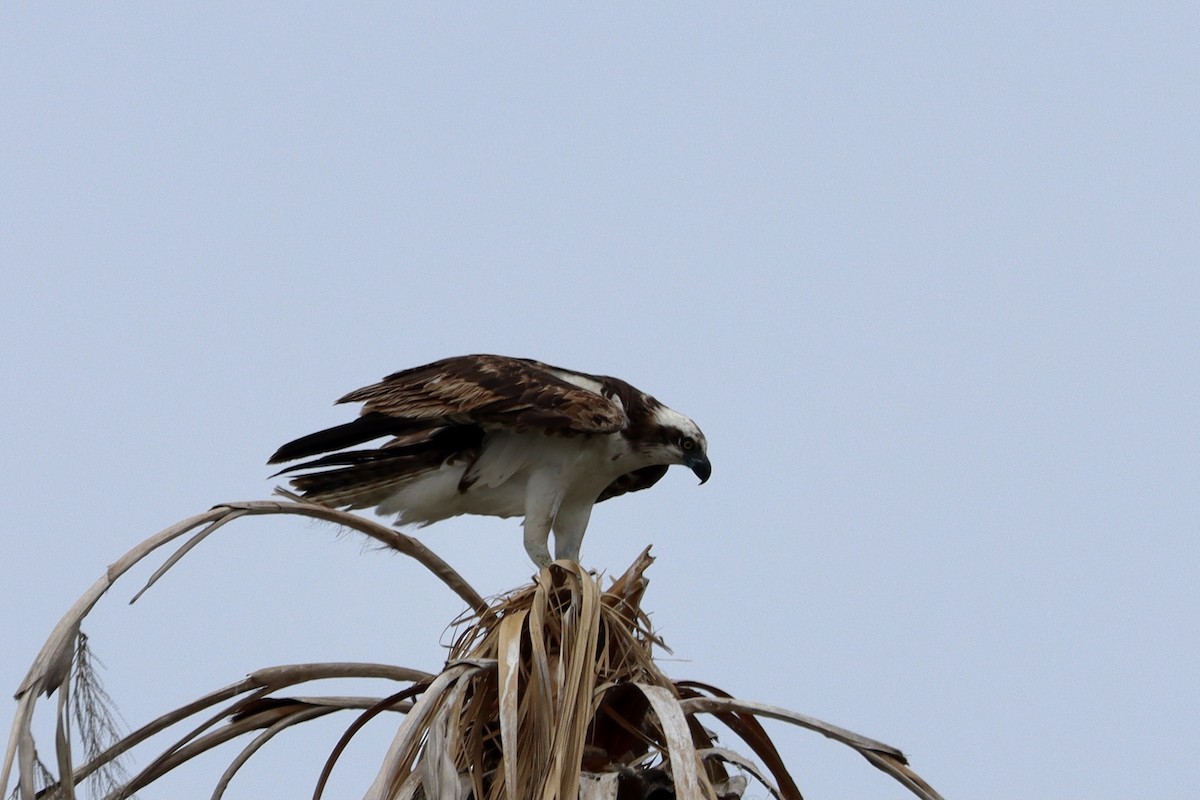 Águila Pescadora - ML554521071