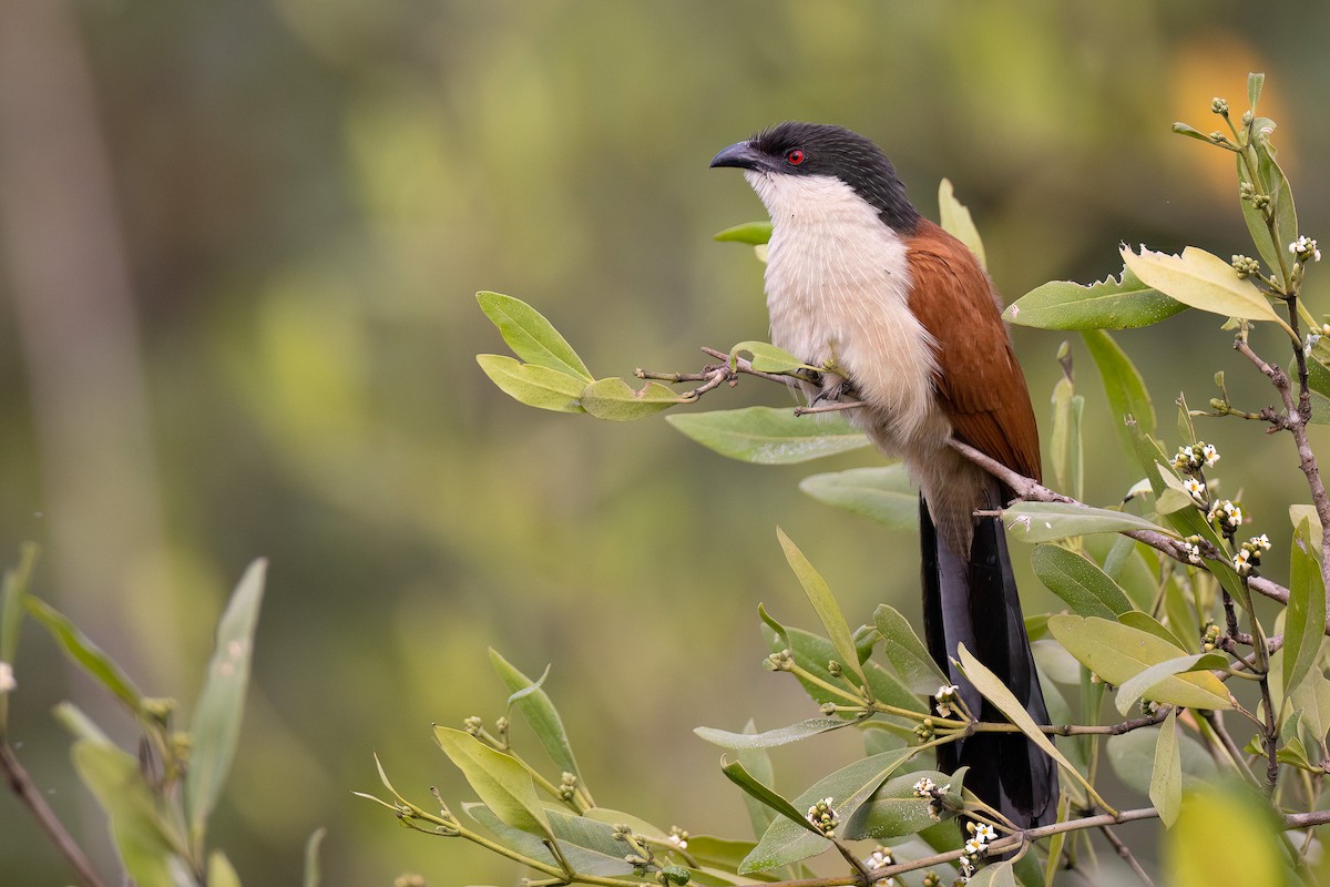 Senegal Coucal - ML554521211