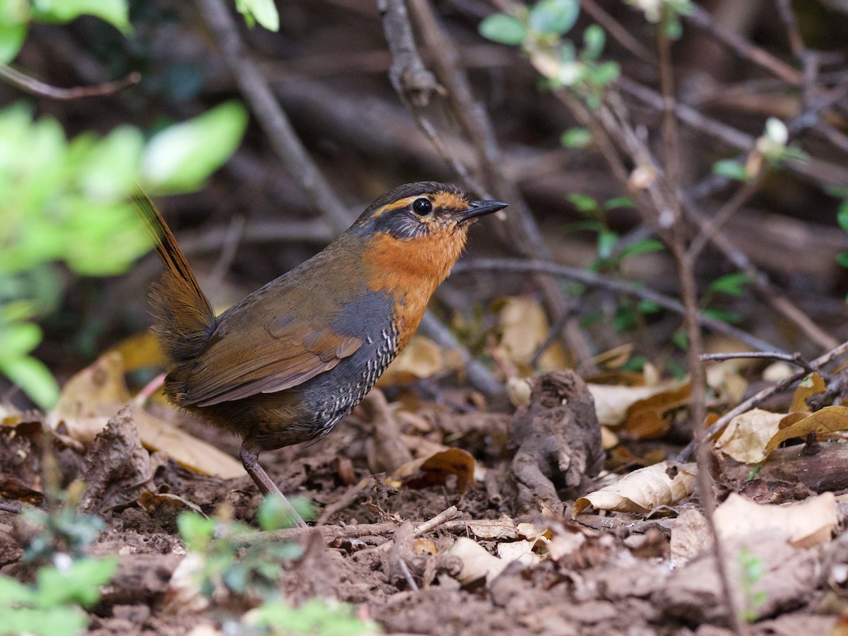 Tapaculo Chucao - ML554521771